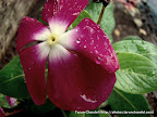 Red Flower Rains, Tarun Chandel Photoblog