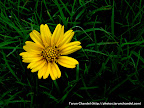 Yellow Flower Green, Tarun Chandel Photoblog