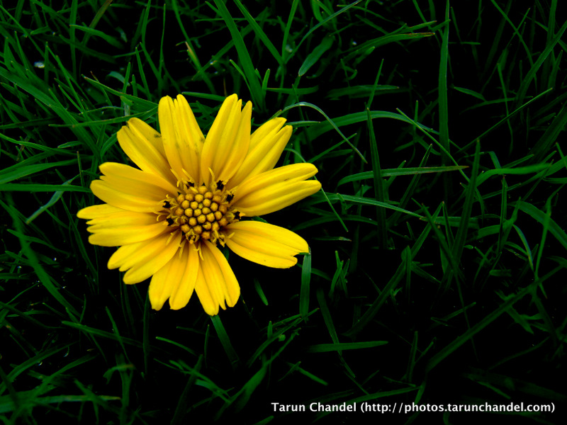 Yellow Flower Green, Tarun Chandel Photoblog