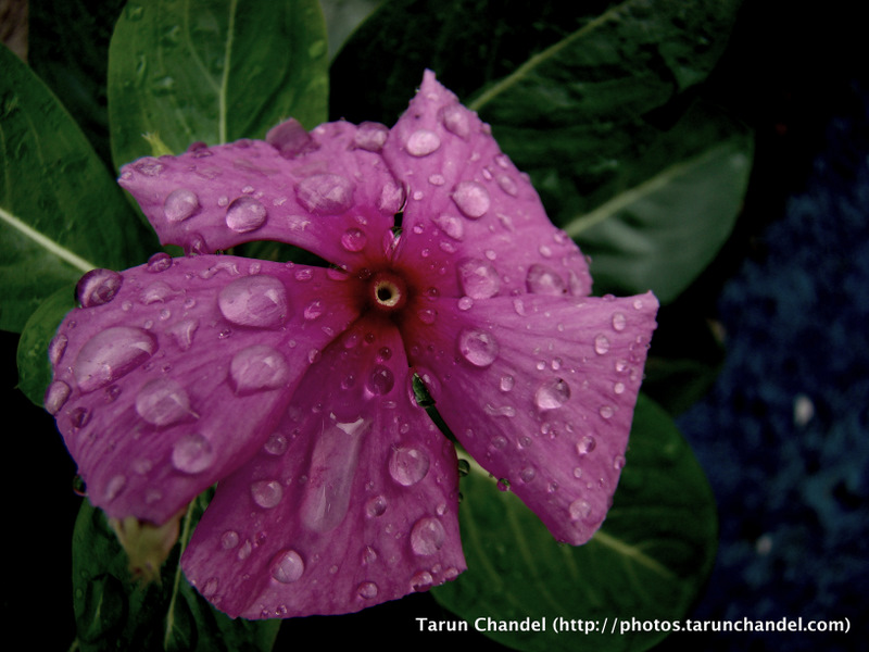 Pink Flower Rains, Tarun Chandel Photoblog