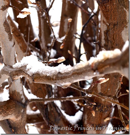 snow, vdaycards, primrose 2.10 078