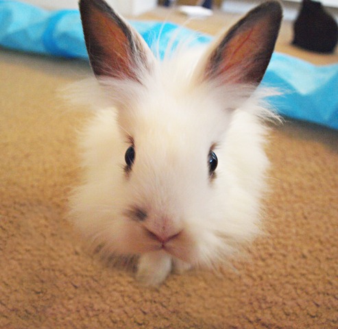 [bunnies 4-13-2010 096-edit[2].jpg]