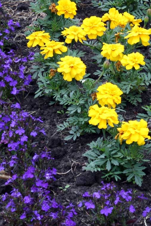[Colour-Complementary-yellow-violet[3].jpg]