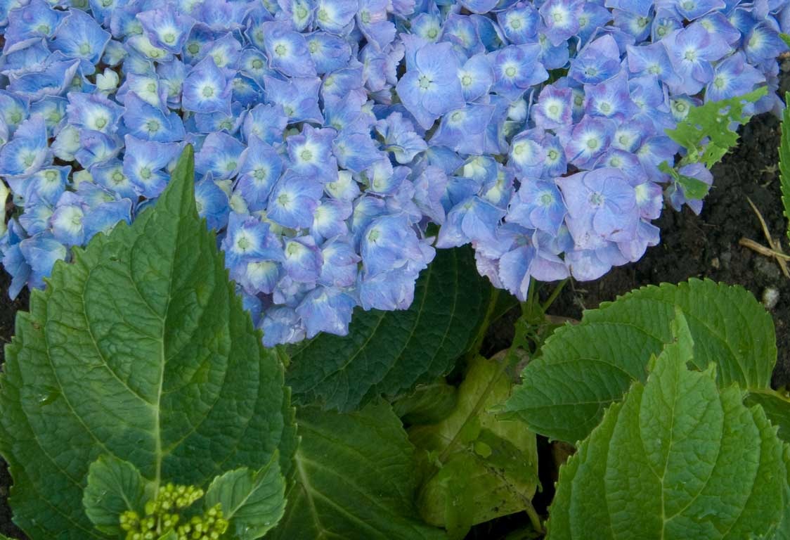 [Colour-harmony-similar-blue-green[4].jpg]
