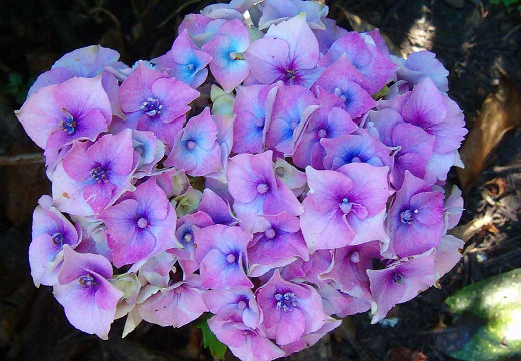 [Colour-harmony-similar-Hydrangea[3].jpg]