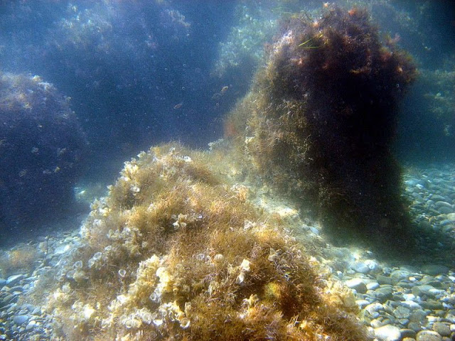Подводные фото Судака Div-03