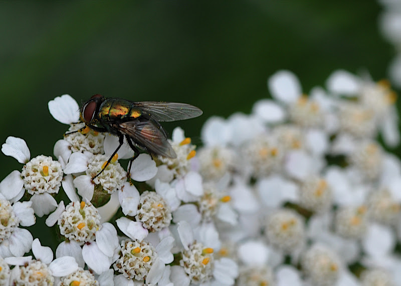 iny iridescent fly gathering pollen on Yarrow blossom