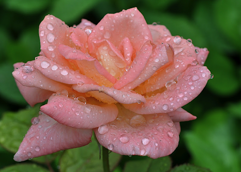 Lovely Orange Rose Blossom in Rain