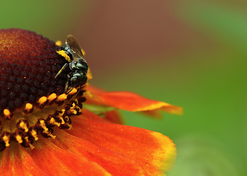 fly gathering pollen