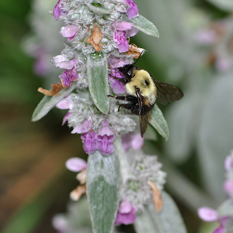Bumble-Bee after the pollen in the Lambs-ear Blossoms