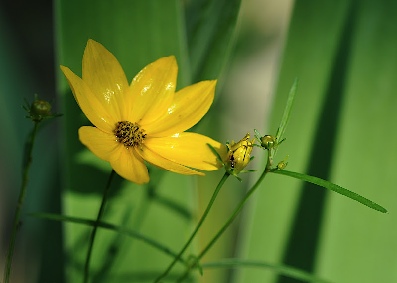 Coreopsis flower and buds with ant