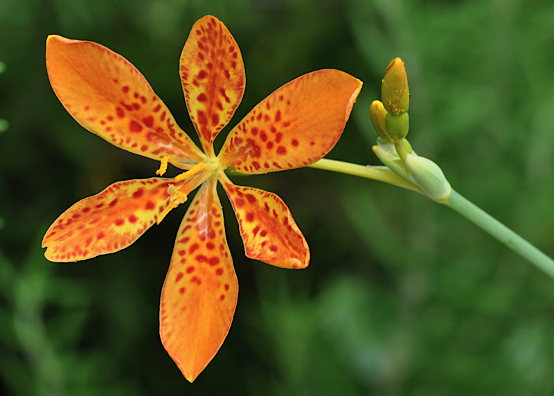 Blackberry Lily blossom and buds
