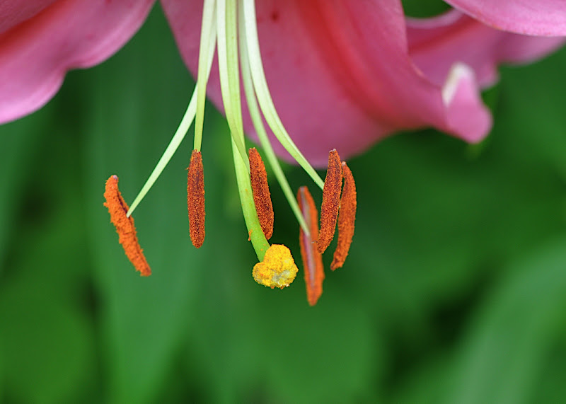 lily blossom with stamens and pistil
