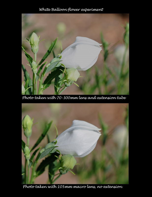 white balloon flower