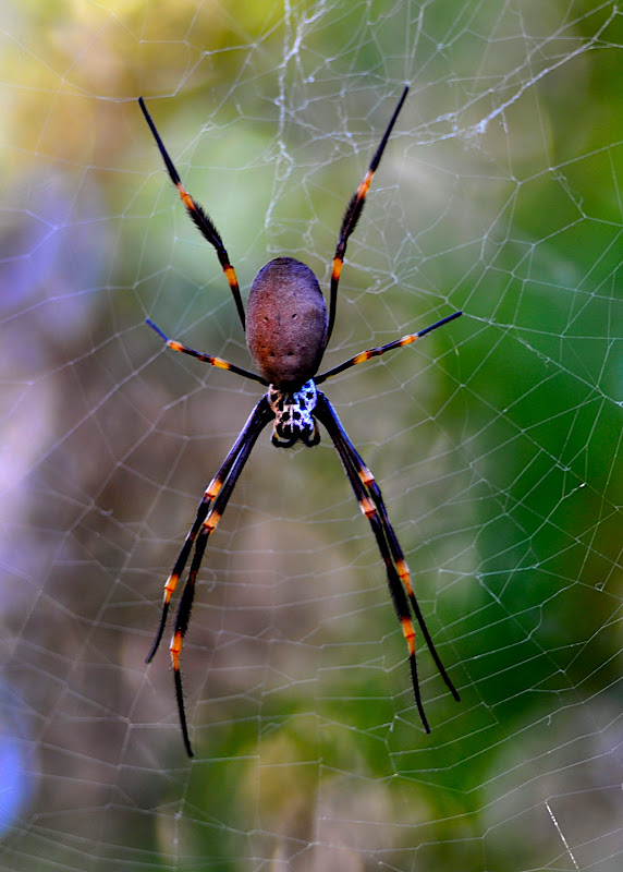 spider