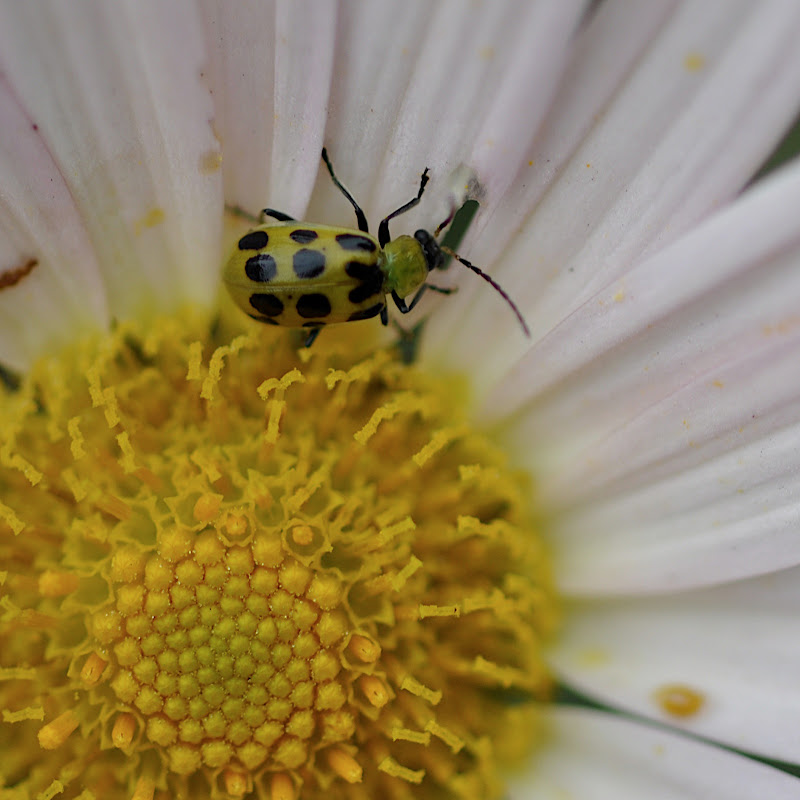 beetle dining on daisy mum