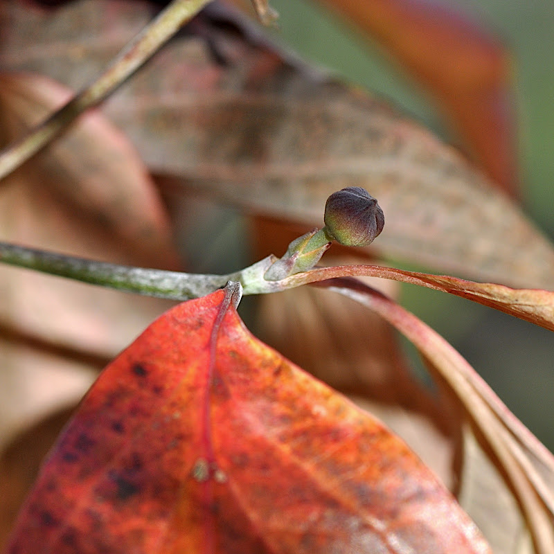 dogwood bud and fall colored leaves
