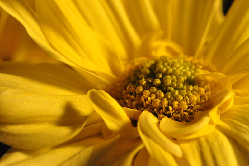 yellow chrysanthemum close-up