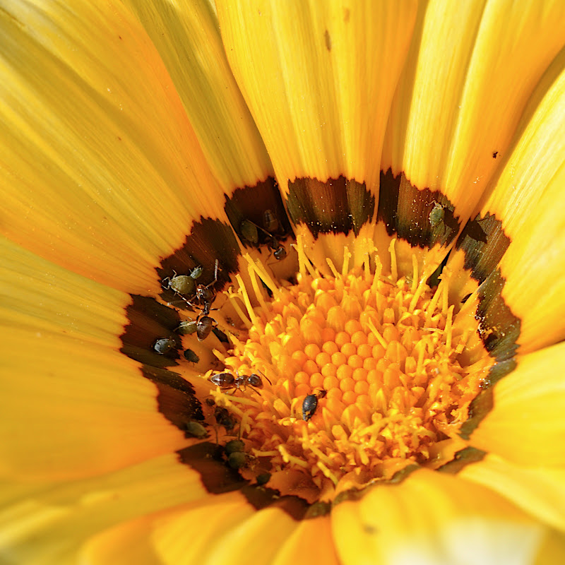 ants and others on Gazania blossom