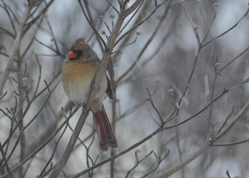 female cardinal in snow