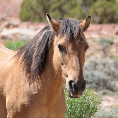 Mustang mare