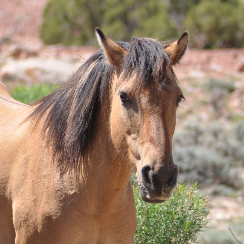 wild horse close-up