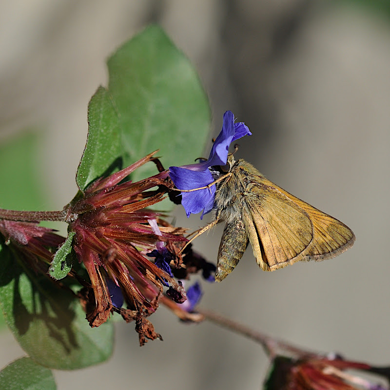 face planted in flower blossom