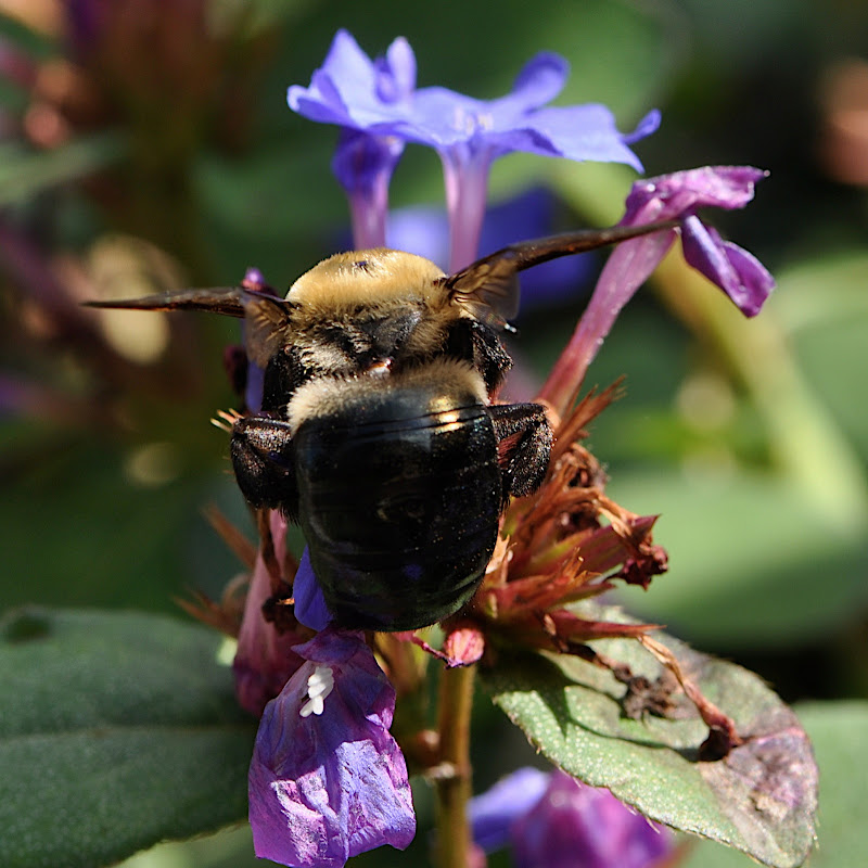 bumble-bee in Plumbago