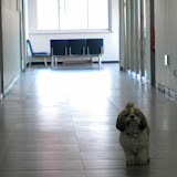 Animals at KAIST (and Daejeon)