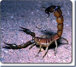 death-stalker-scorpion