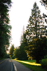 trees.JPG