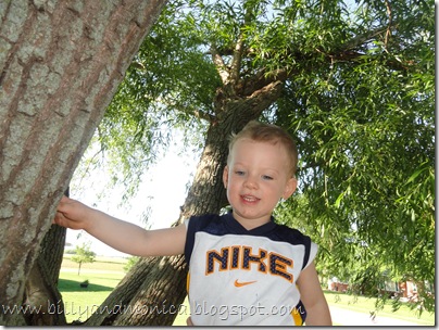 Pius in tree Pius in tree