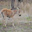 Zebra