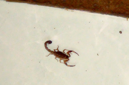 AWAS! скорпионы на Бали