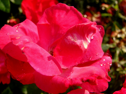 [DSC05189- red rose[2].png]