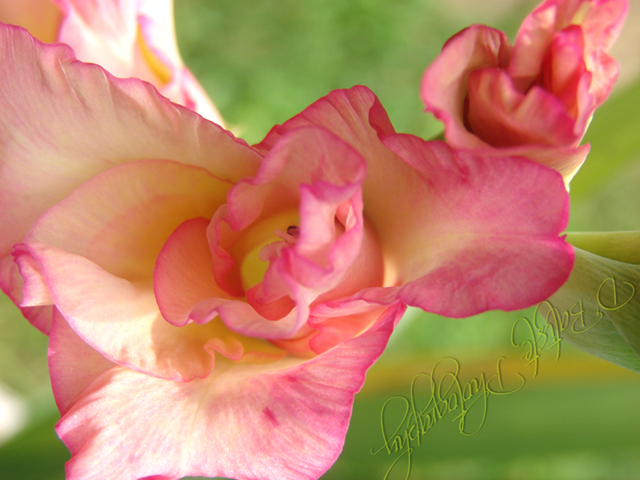 [DSC05606-pink mystery copy[9].png]