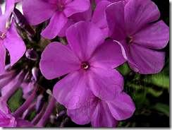 DSC05499-purple phlox watercolor copy