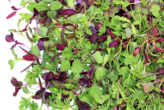 [microgreens[3].jpg]