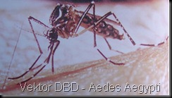 Aedes_Aegypti2 Aedes_Aegypti2