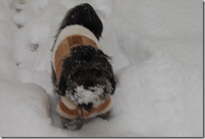 Pizza Snow 078