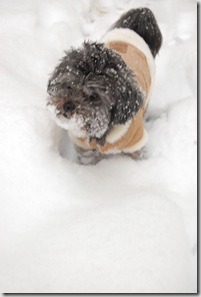 Pizza Snow 079