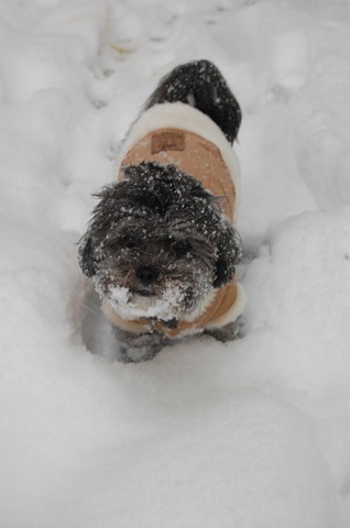 [Pizza Snow 084[3].jpg]