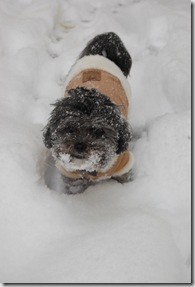 Pizza Snow 084