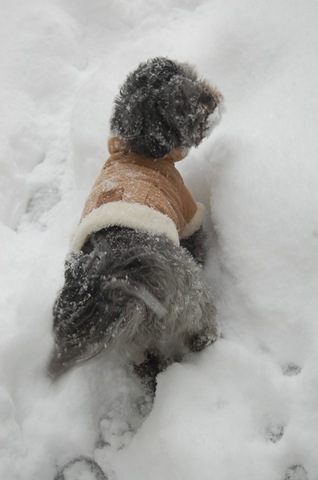 [Pizza Snow 085[3].jpg]