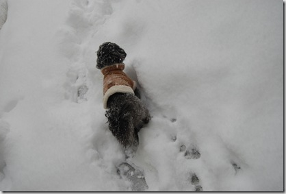 Pizza Snow 086