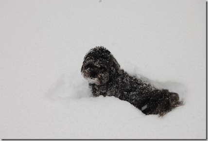 Snow 052