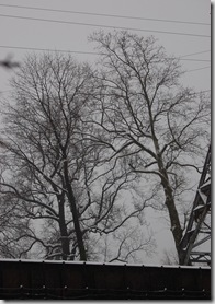Snow 161