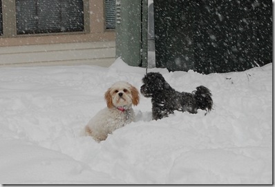 Snow 185