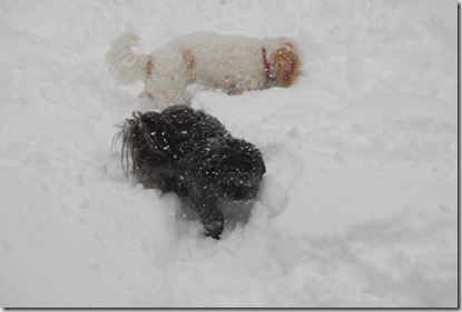 Snow 172