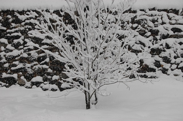 [Snow 166[3].jpg]
